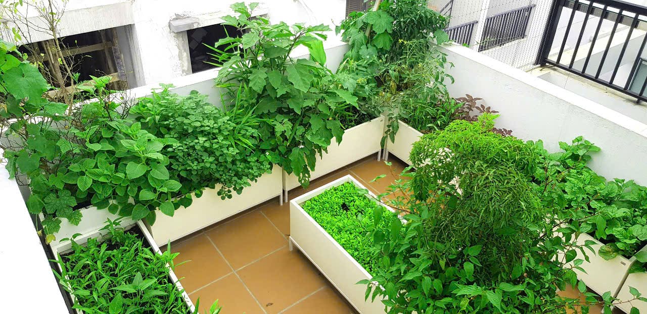 Vườn rau sân thượng đẹp phong cách châu âu DA 101